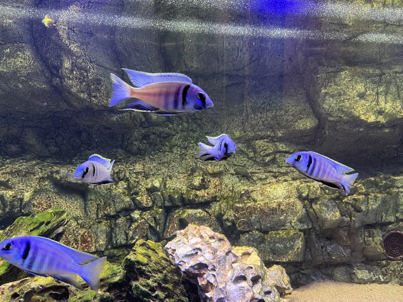 Billede 2 - 16 flotte Malawi ciclider