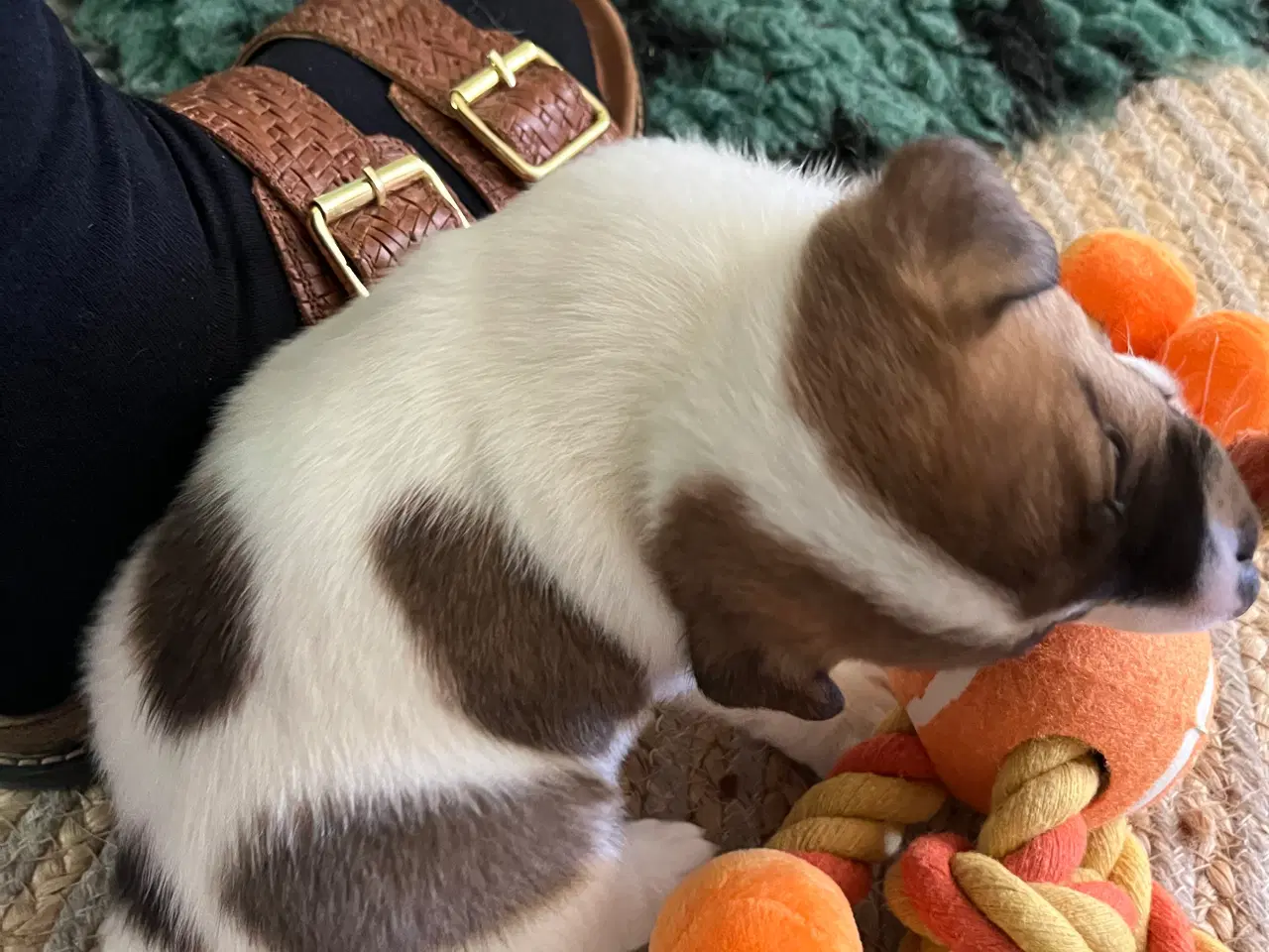 Billede 4 - Jack Russell hvalpe