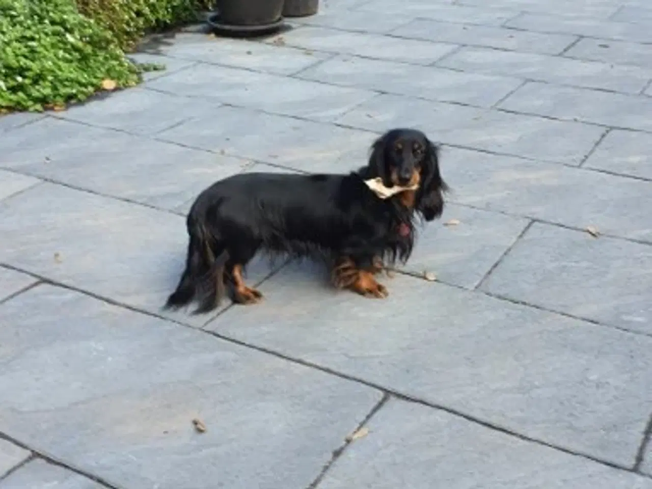 Billede 4 - Gravhunde Langhåret Dværg