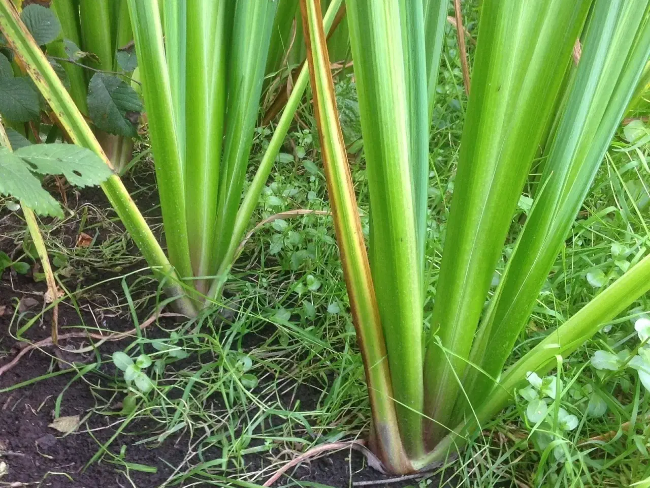 Billede 4 - Gul Iris. Plante til have og havedam