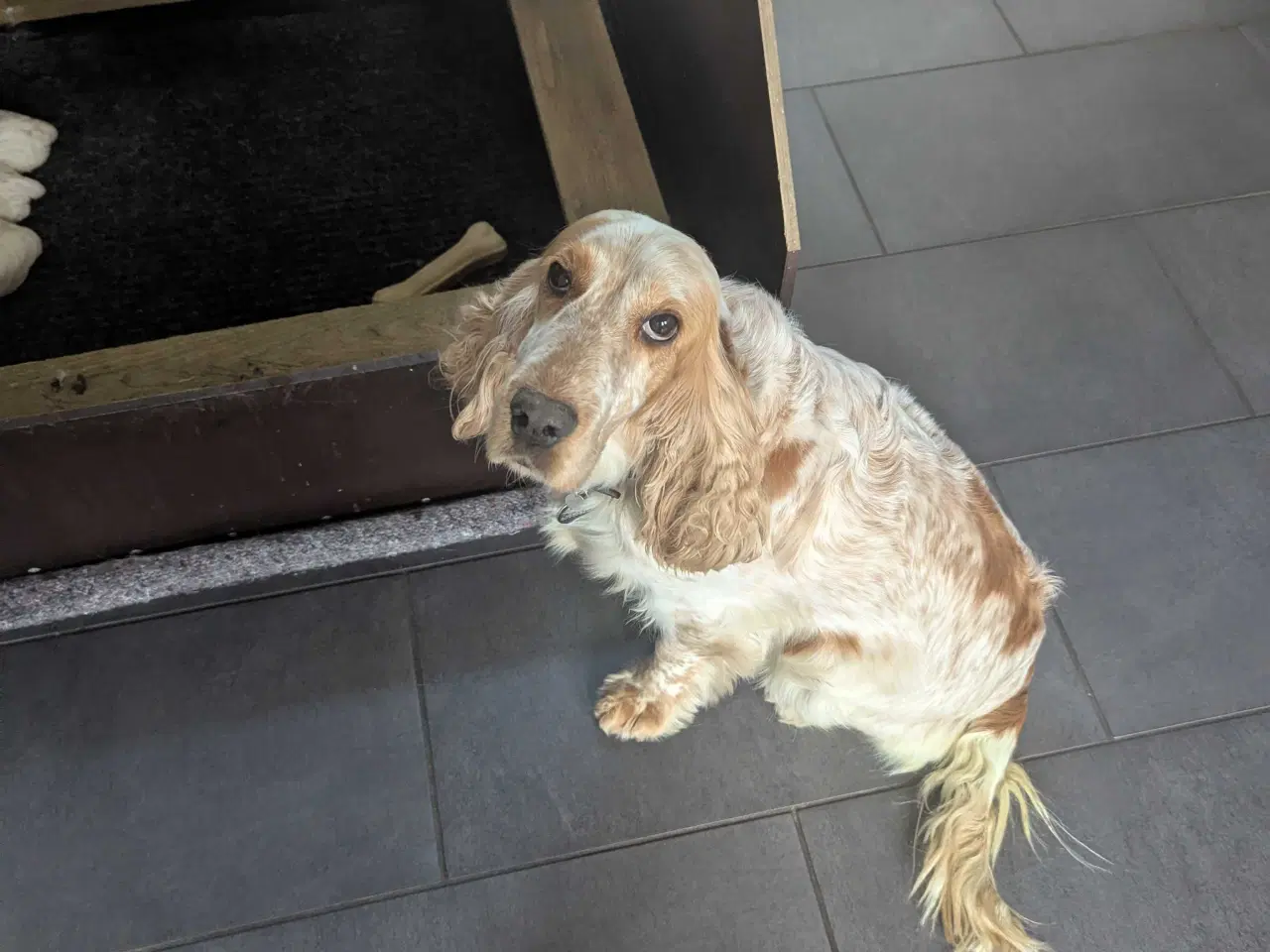 Billede 2 - Engelsk Cocker Spaniel hvalpe