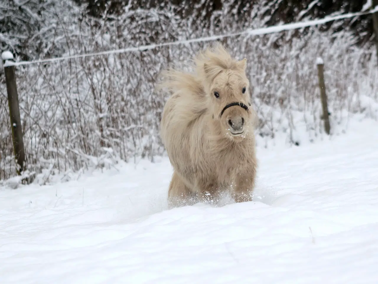 Billede 4 - charmerende mushroom dun hingst på 2 år.