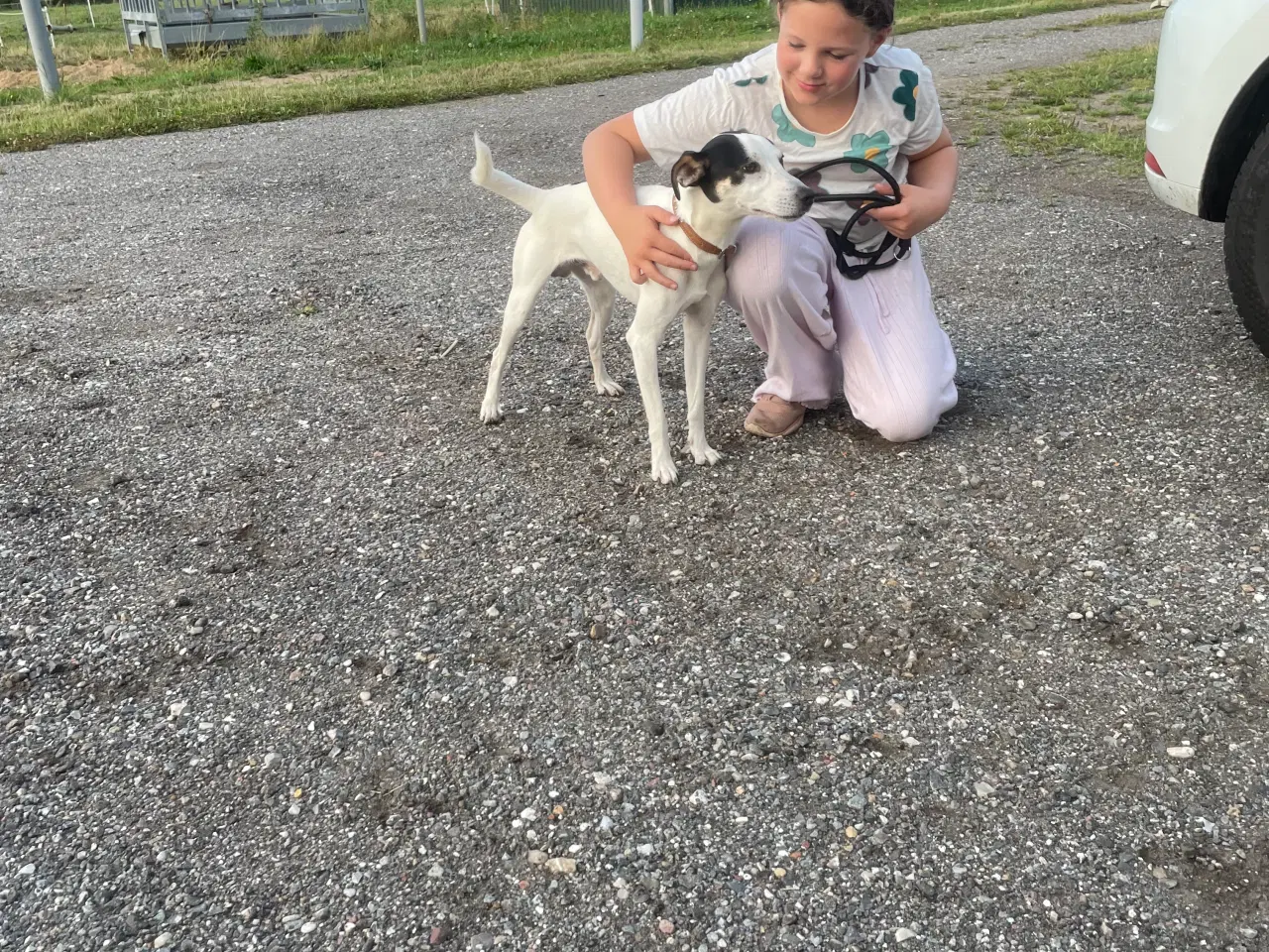 Billede 9 - Dansk svensk Gårdhund 