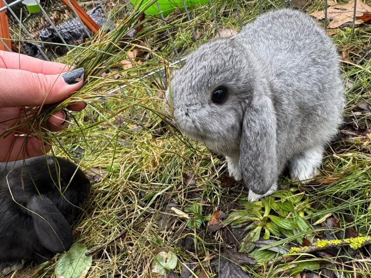 Billede 10 - Han Dværgvædder unger sælges - klar nu 