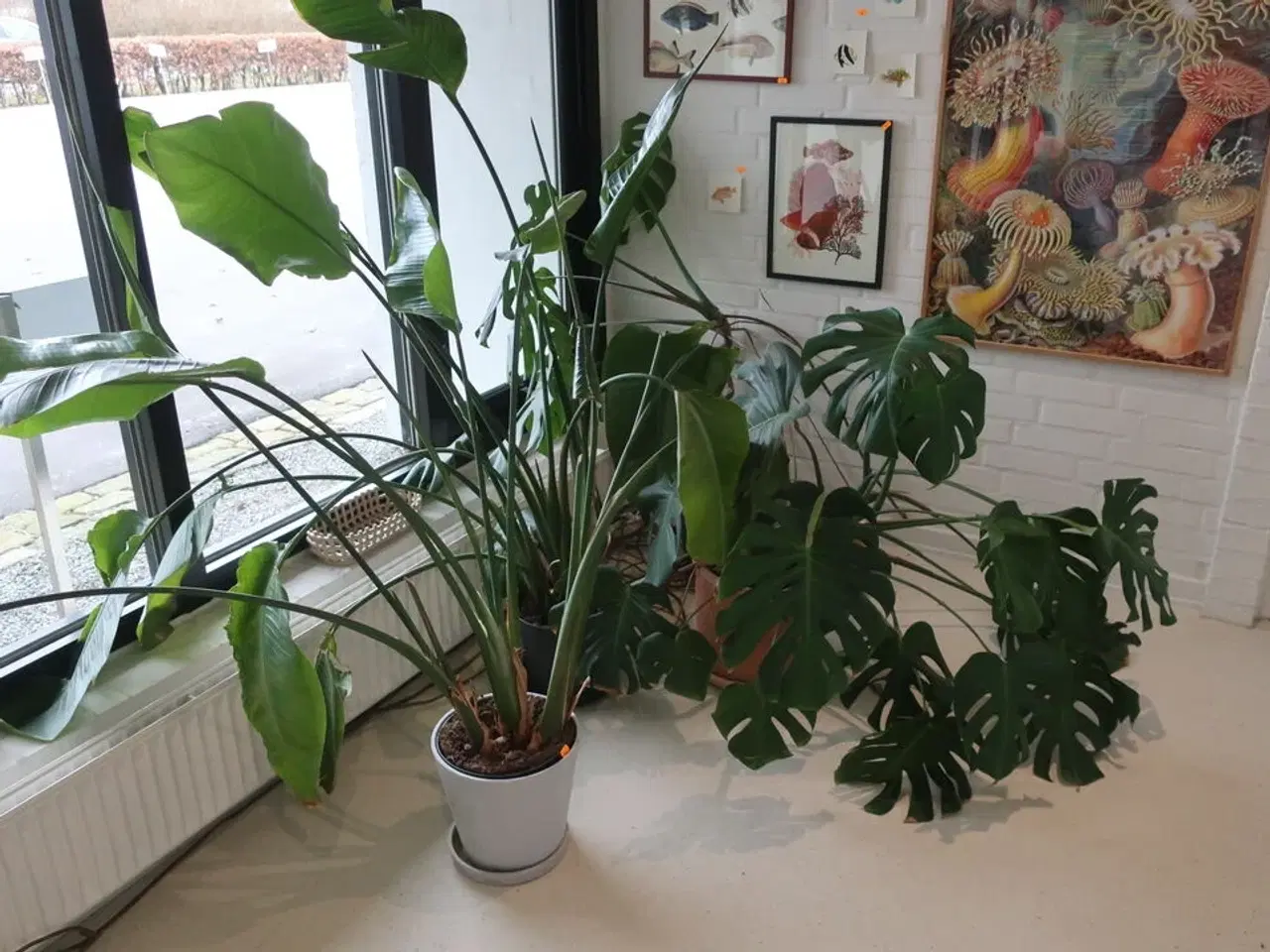 Billede 1 - 4 stk. planter