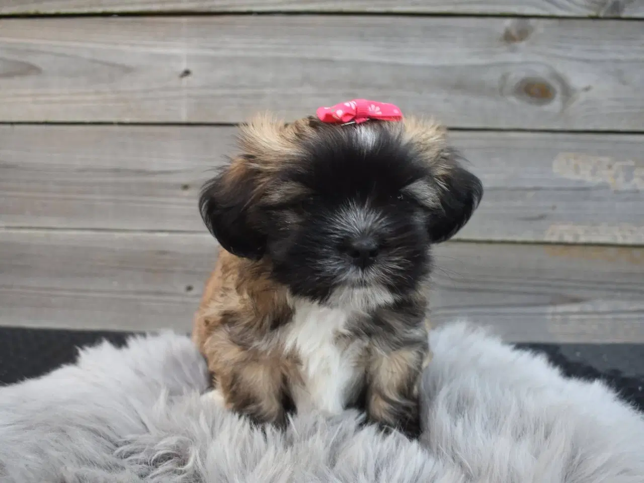 Billede 3 - Lhasa apso pige med stamtavle 