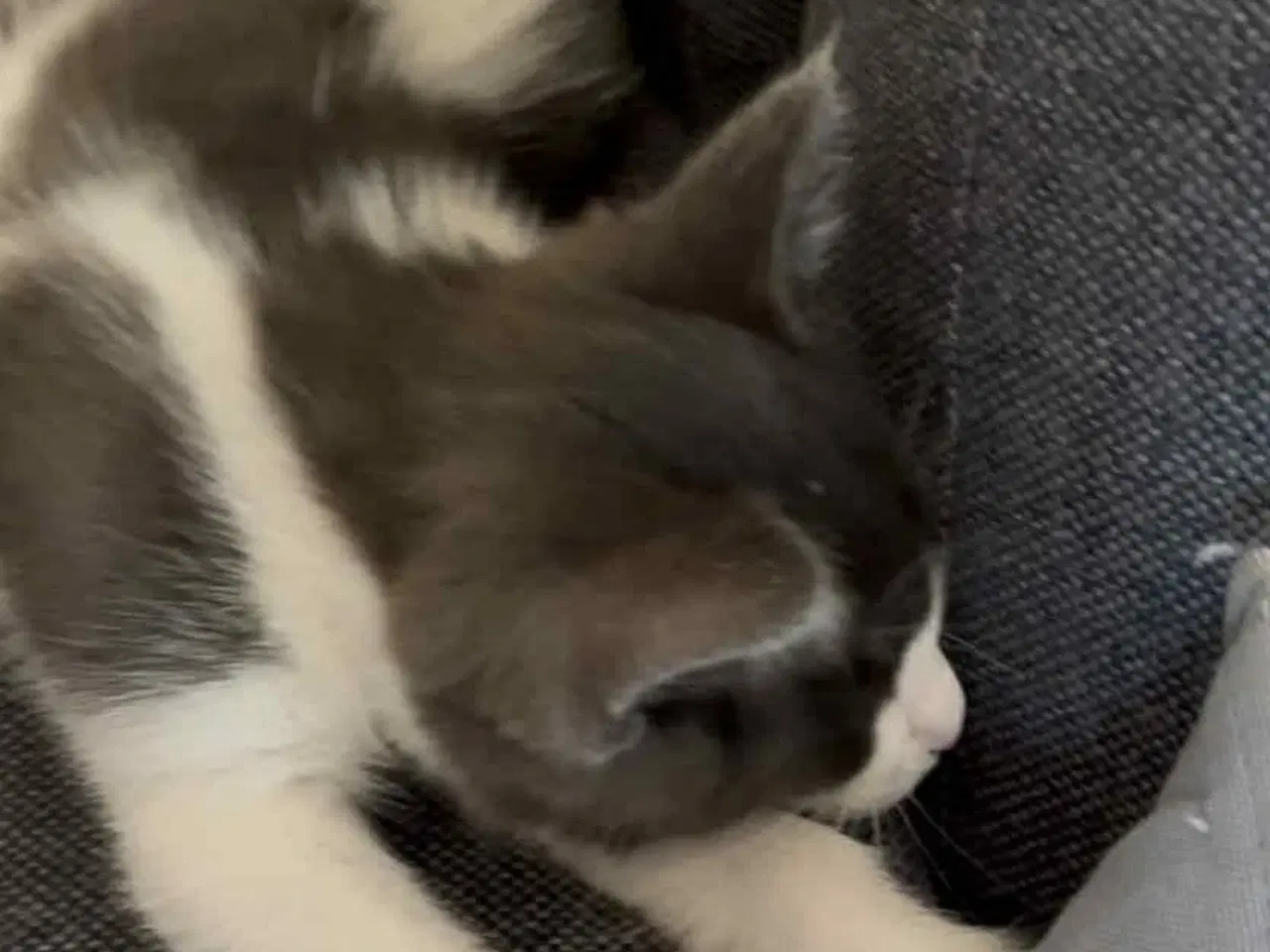 Billede 7 - Hunkilling, hvor mor er Maine Coon
