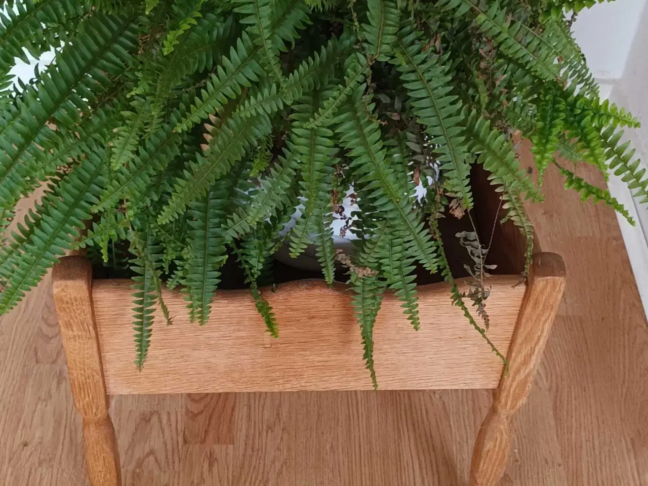 Billede 2 - Blomsterkasse med stor, flot bregne.