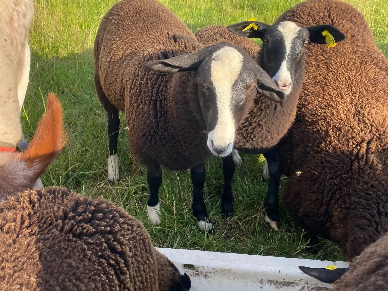 Billede 3 - Zwartbles vædderlam til salg 