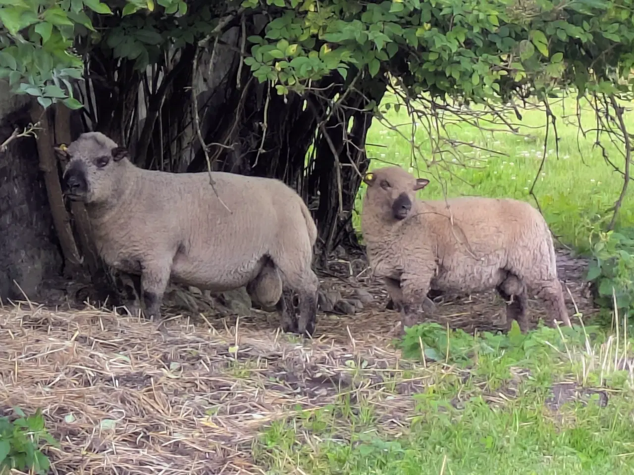 Billede 2 - Shropshire vædderlam