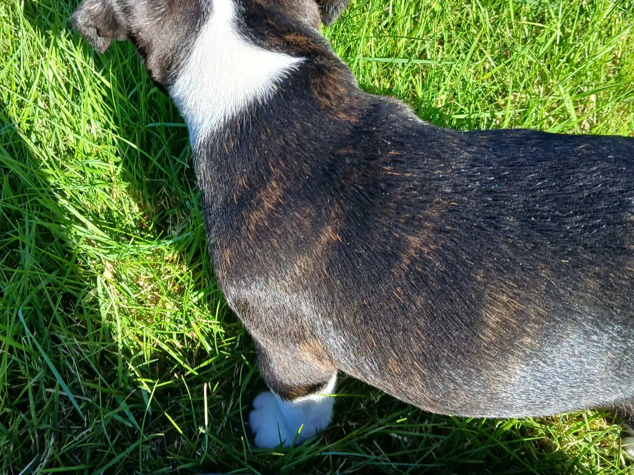 Billede 3 - Staffordshire bull terrier hvalp brindle 