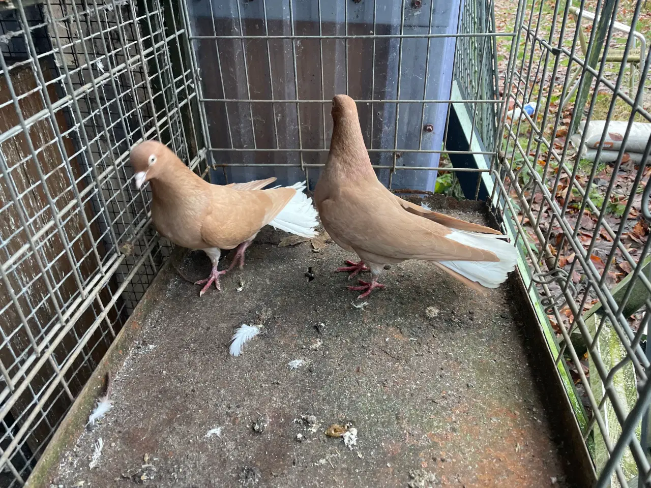 Billede 4 - Race duer  