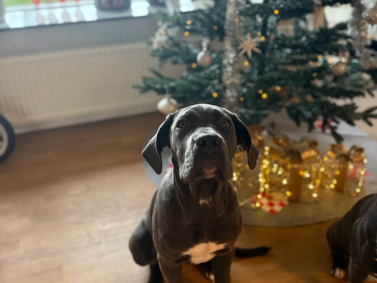Billede 4 - Cane corso sælges