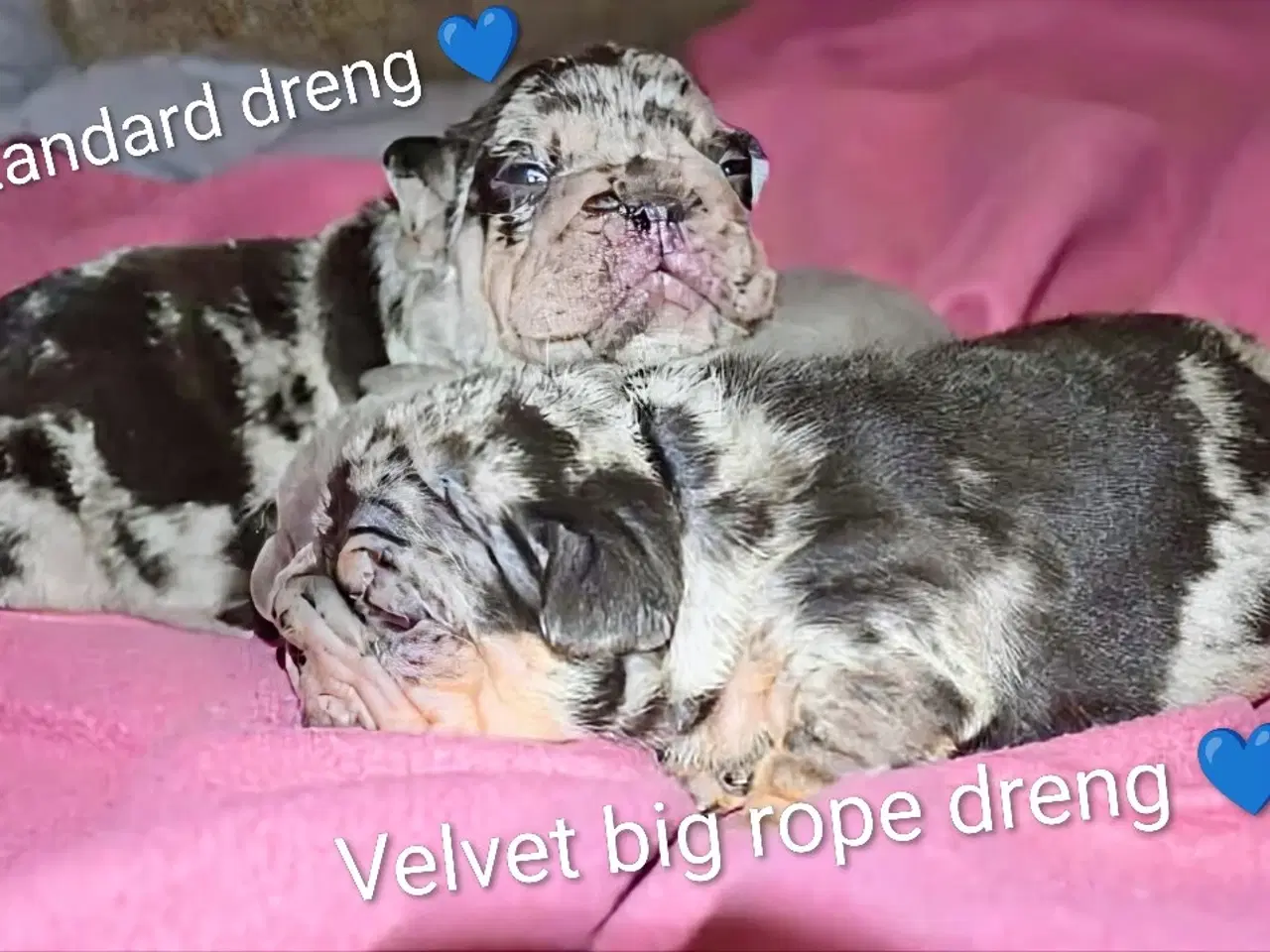 Billede 3 - Fransk bulldog hvalp. NEDSAT!