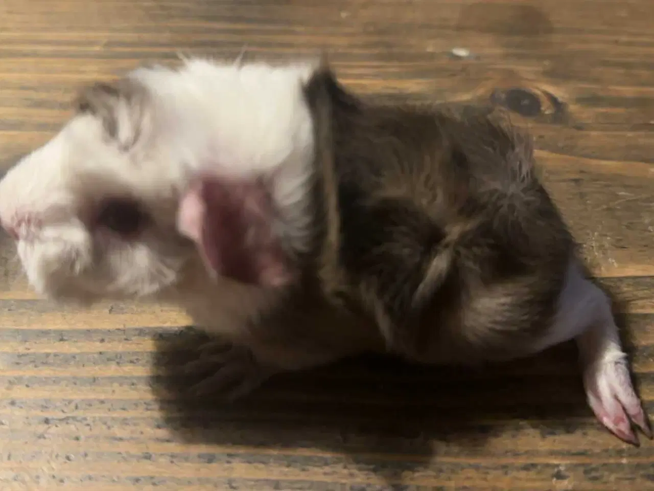 Billede 2 - Marsvin han med stamtavle fra DMF