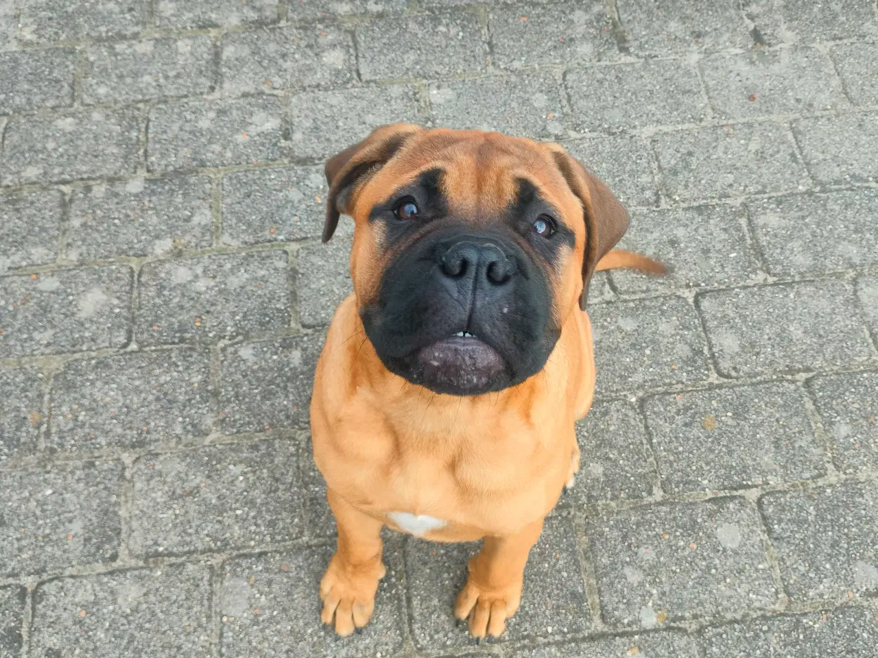 Billede 8 - Bull mastiff med DKK stamtavle