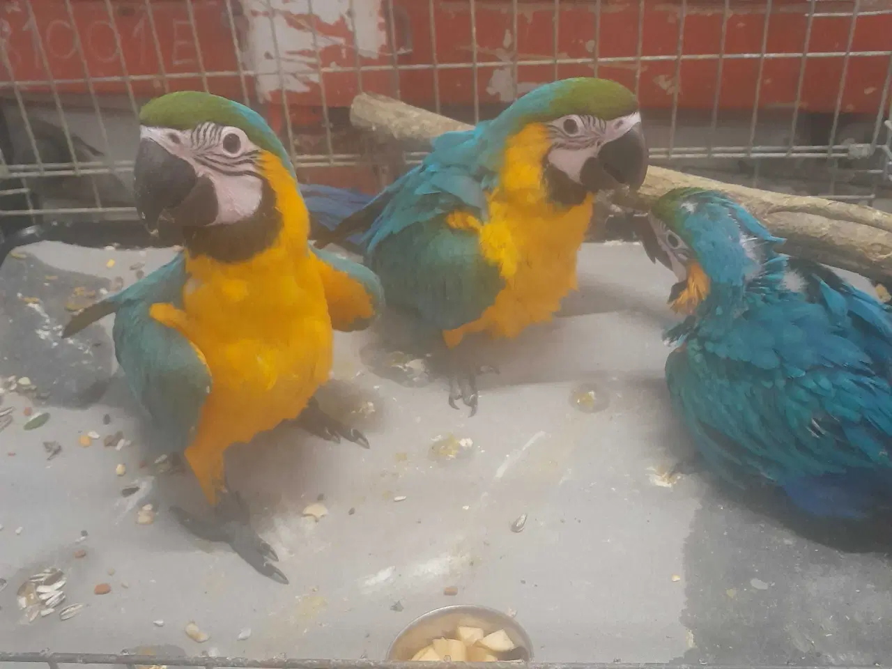 Billede 4 - Ara blå/gul