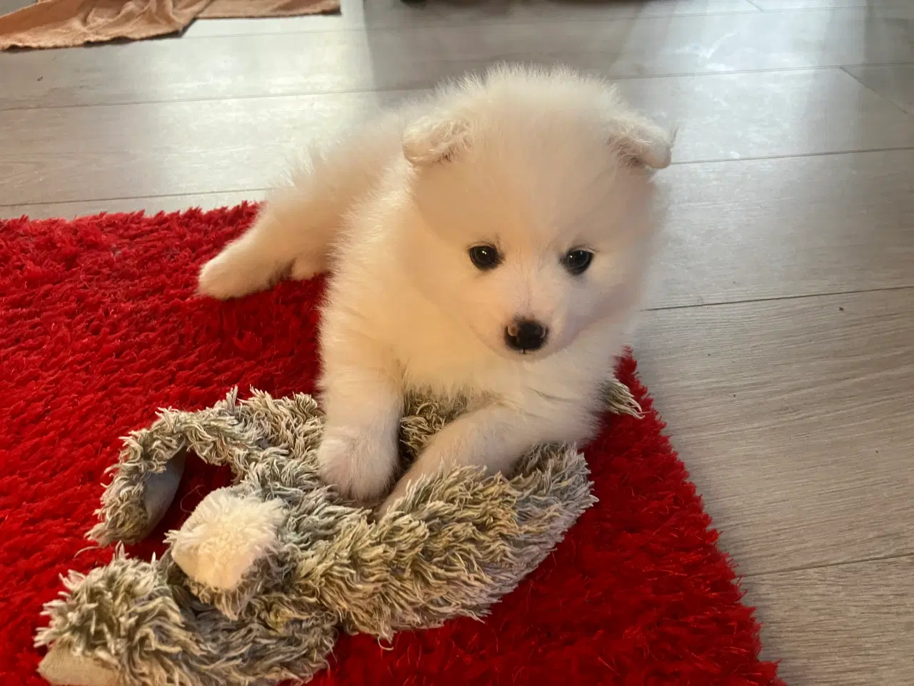 Billede 2 - Alletiders lille snebold