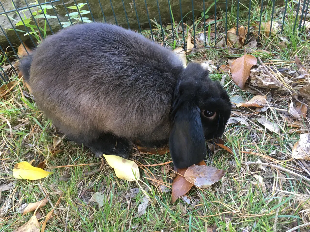 Billede 2 - Bølle BORTGIVES til kærligt hjem