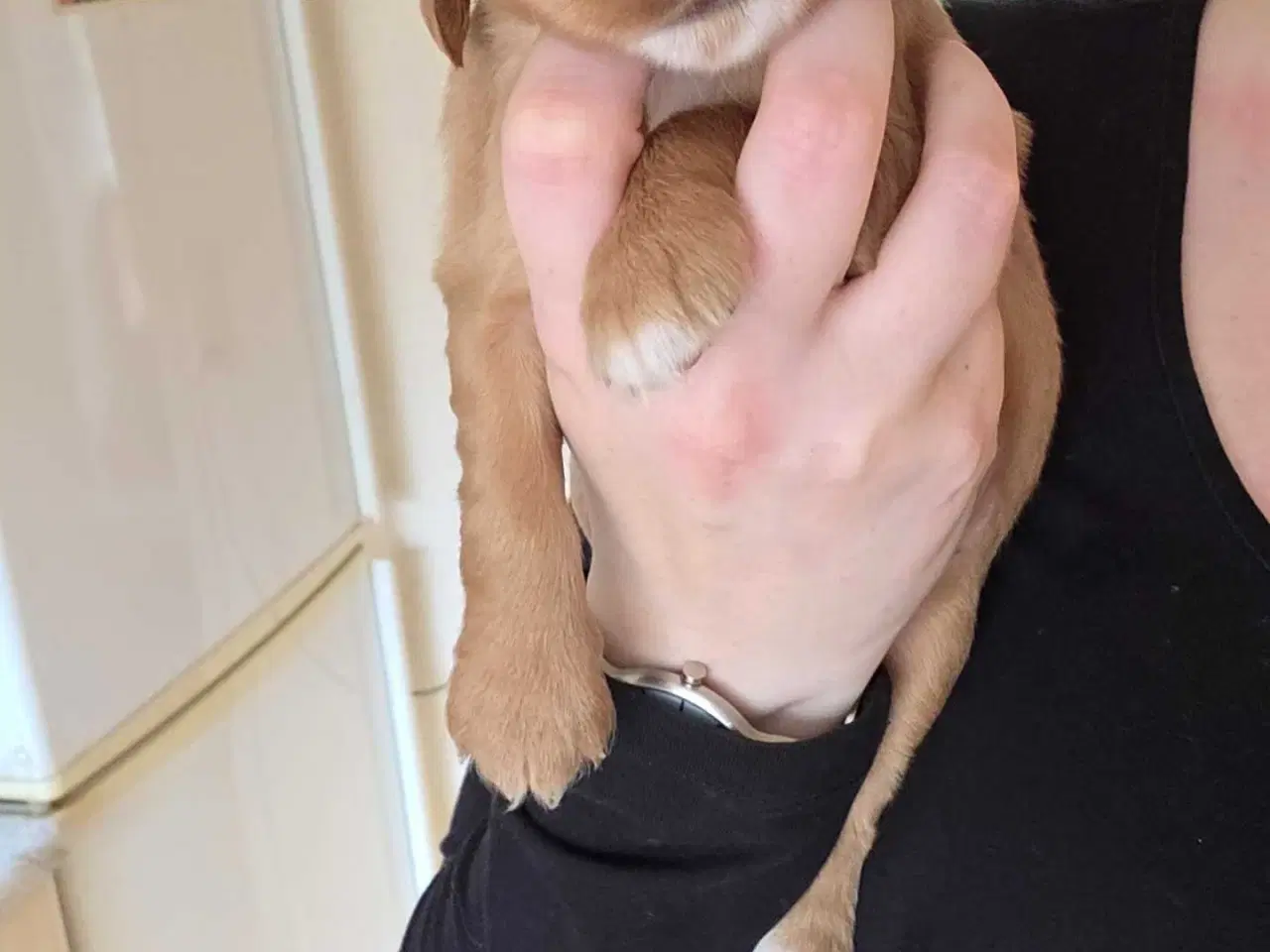 Billede 6 - Smukke Engelske Cocker Spaniel hvalpe