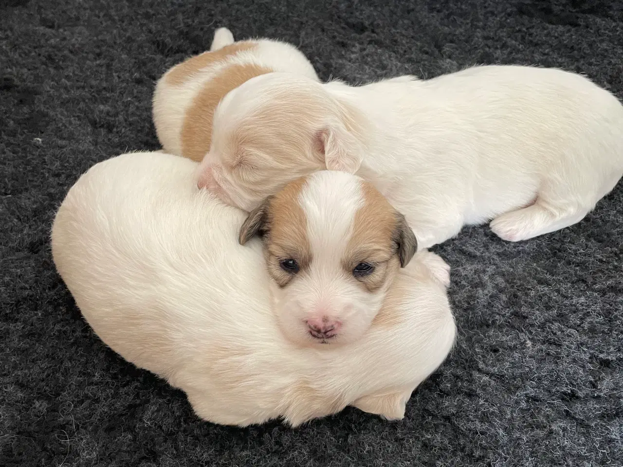 Billede 1 - 3 dejlige coton de tulear hvalpe søger nye familie