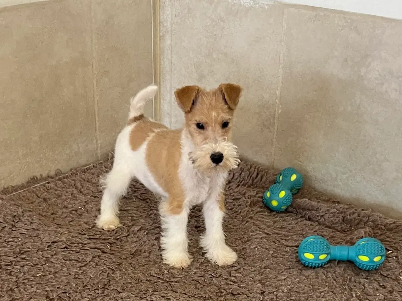 Billede 5 - Ruhåret Fox Terrier