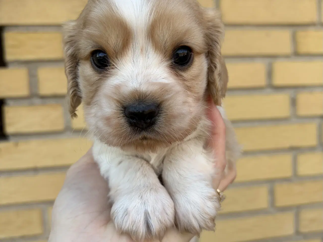 Billede 2 - Cavalier & Cocker Blanding