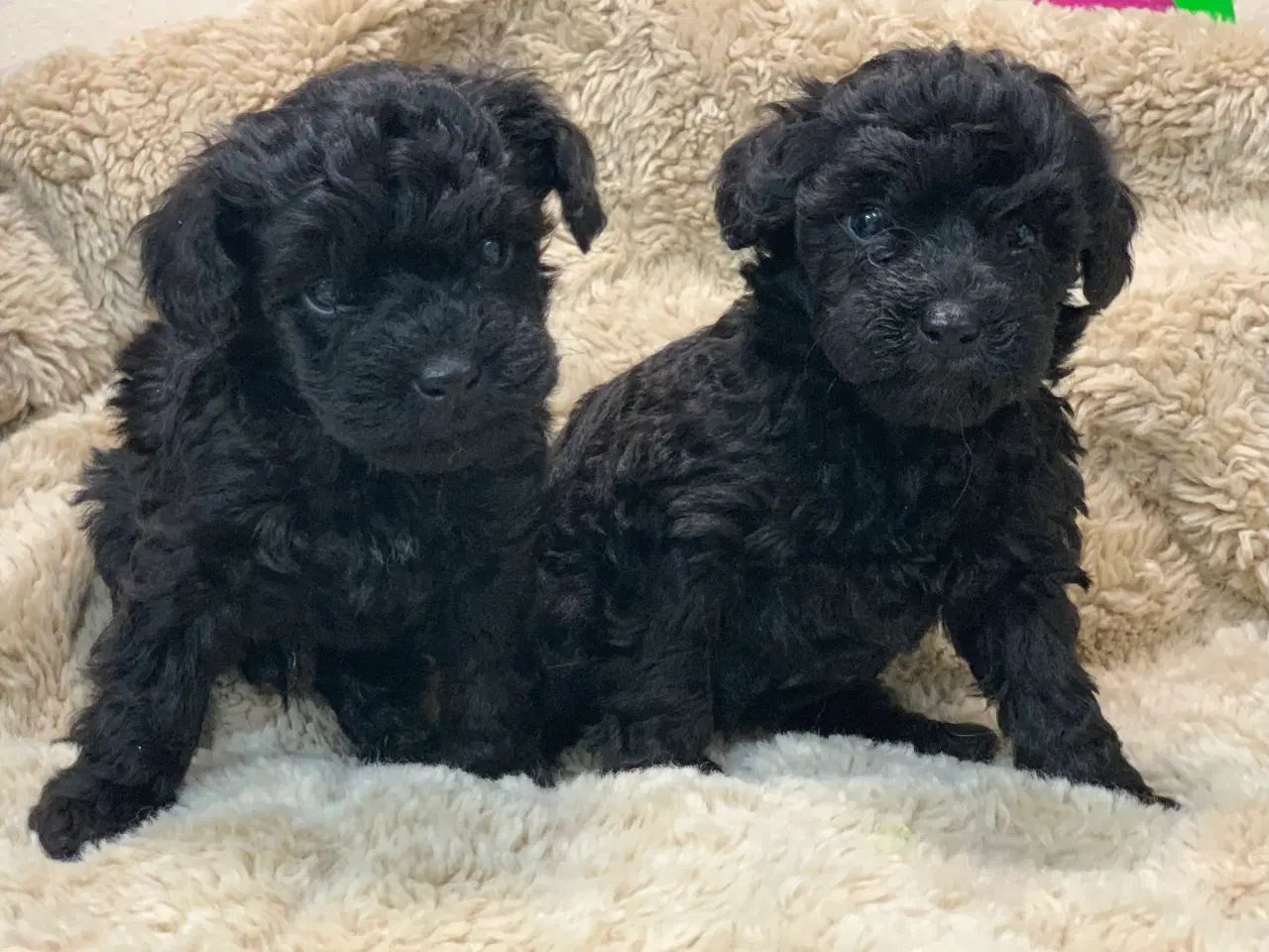 Billede 12 - Mini Maltipoo babyer 