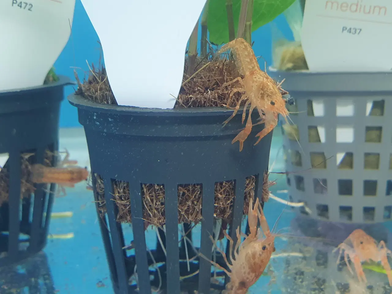 Billede 1 - CPO Krebs – Orange & Blå sælges 🦞