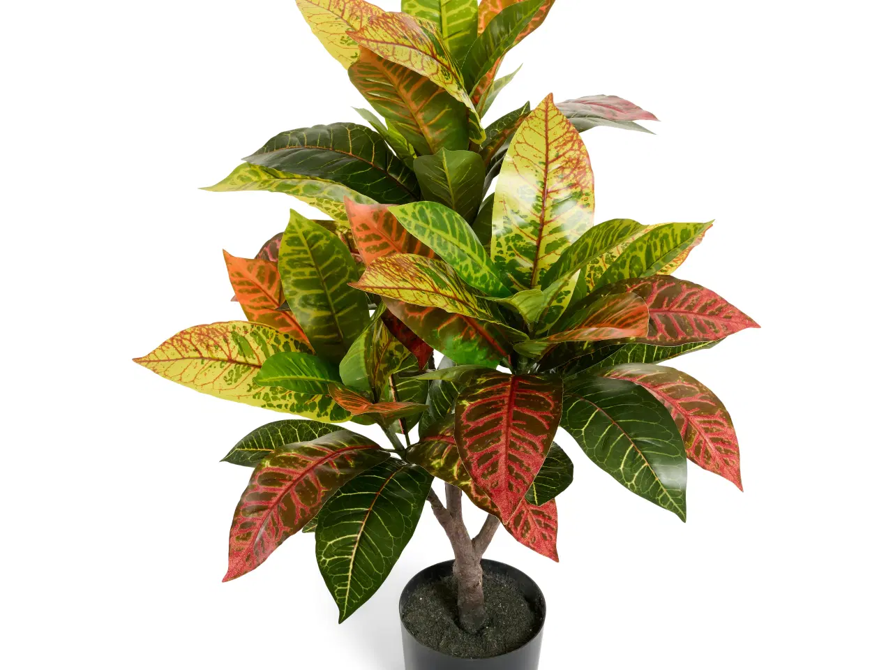 Billede 2 - Kunstig plante Croton 75 cm. 