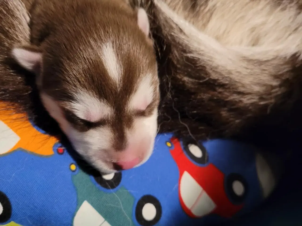 Billede 4 - Siberian Husky bear  hvalpe