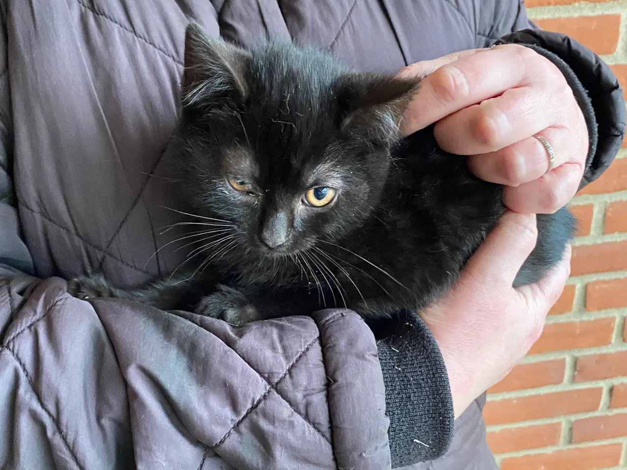 Billede 5 - Søde kattekillinger