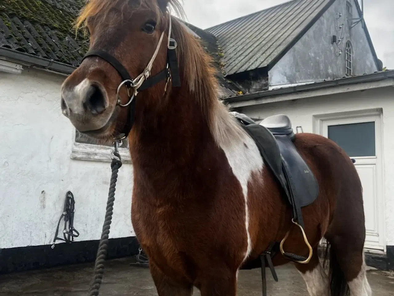 Billede 1 - 4 års vallak