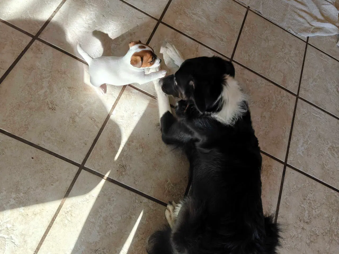 Billede 8 - Jack Russell Terrier hvalpe 