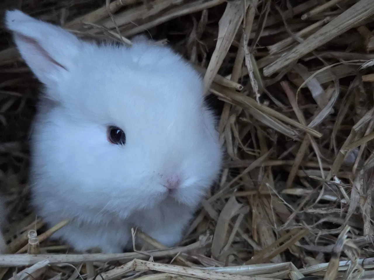 Billede 6 - Børnevenlig minilop klar i vinterferien