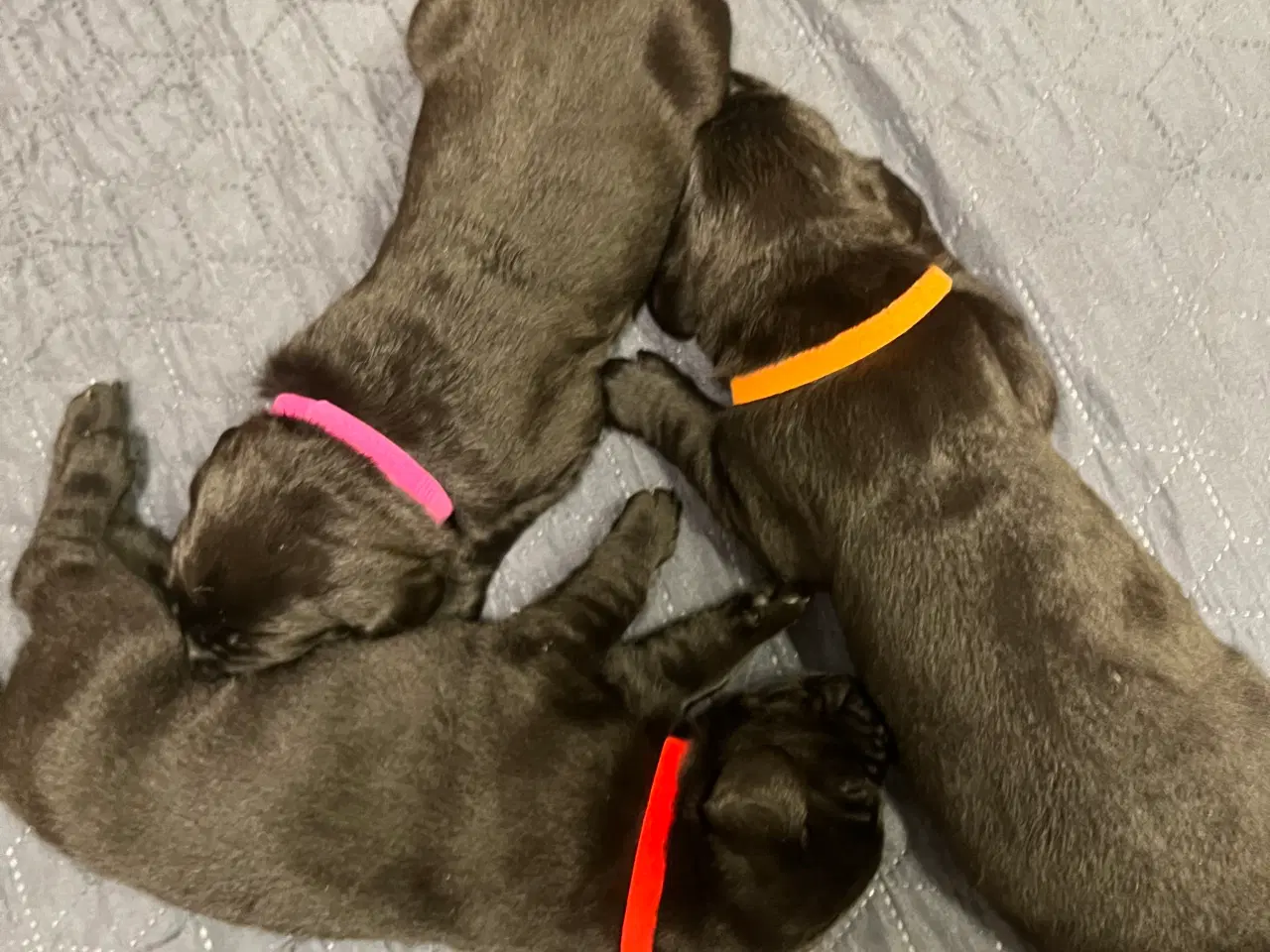 Billede 2 - Labrador hvalpe 
