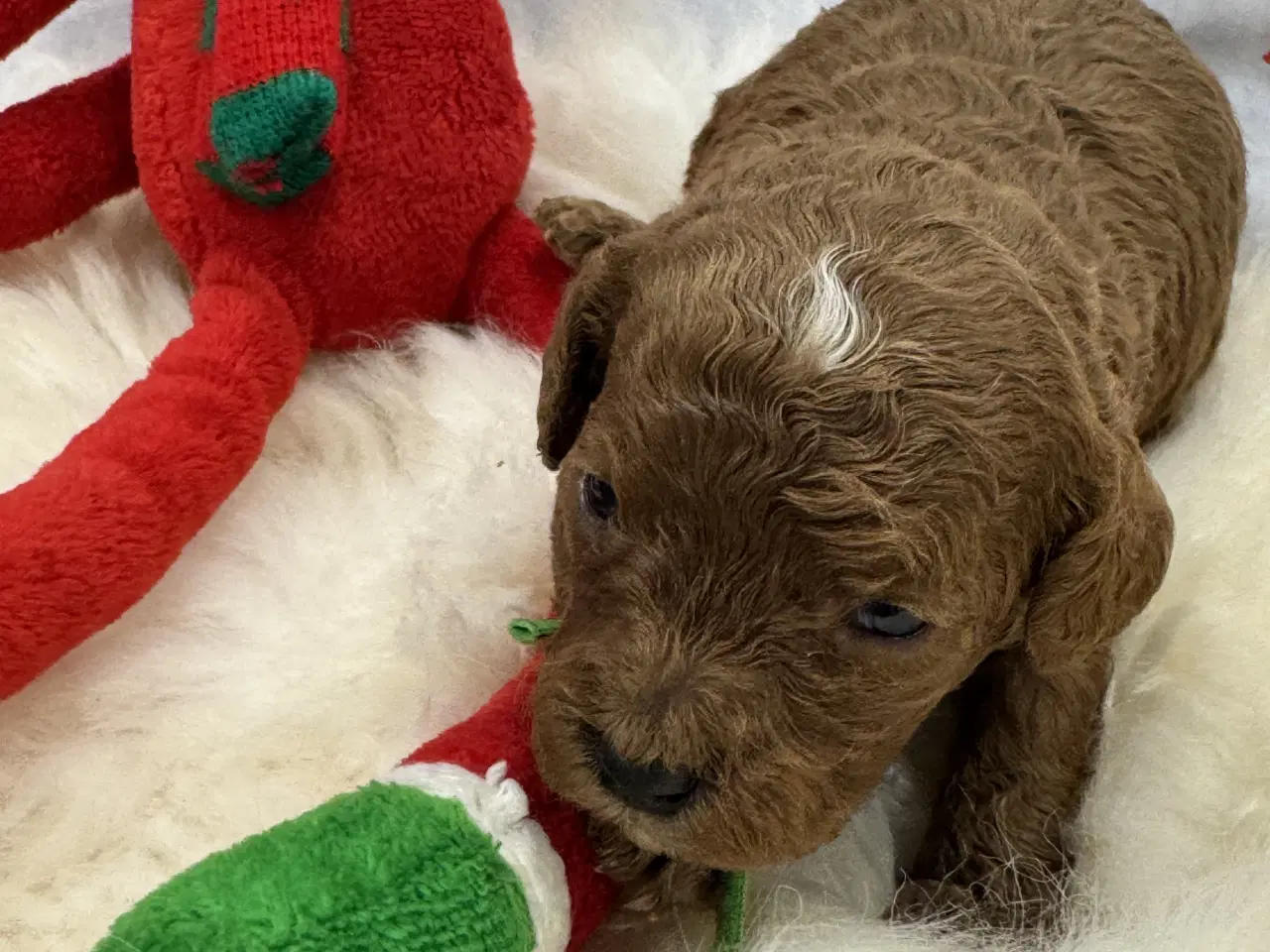 Billede 7 - Skønne Cavapoo hvalpe i det nye år 🎉