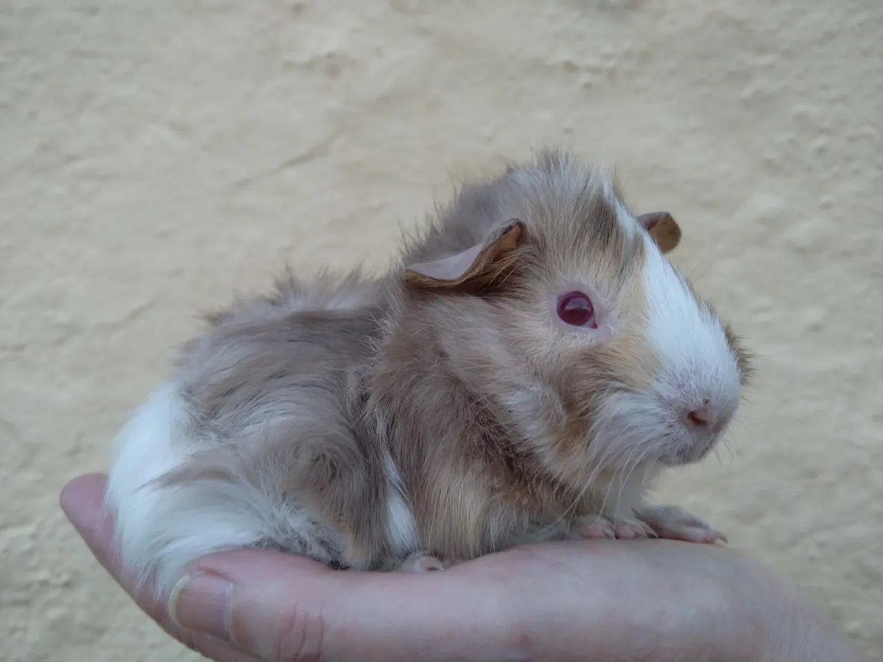 Billede 1 - 2 søstre, Rosette 