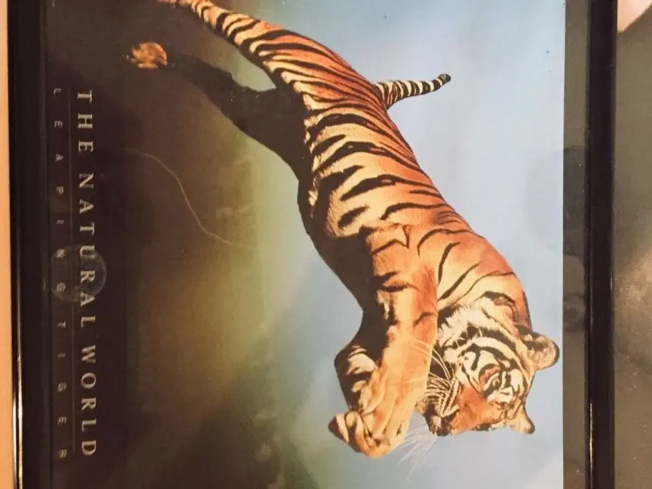 Billede 2 - Billeder af tiger
