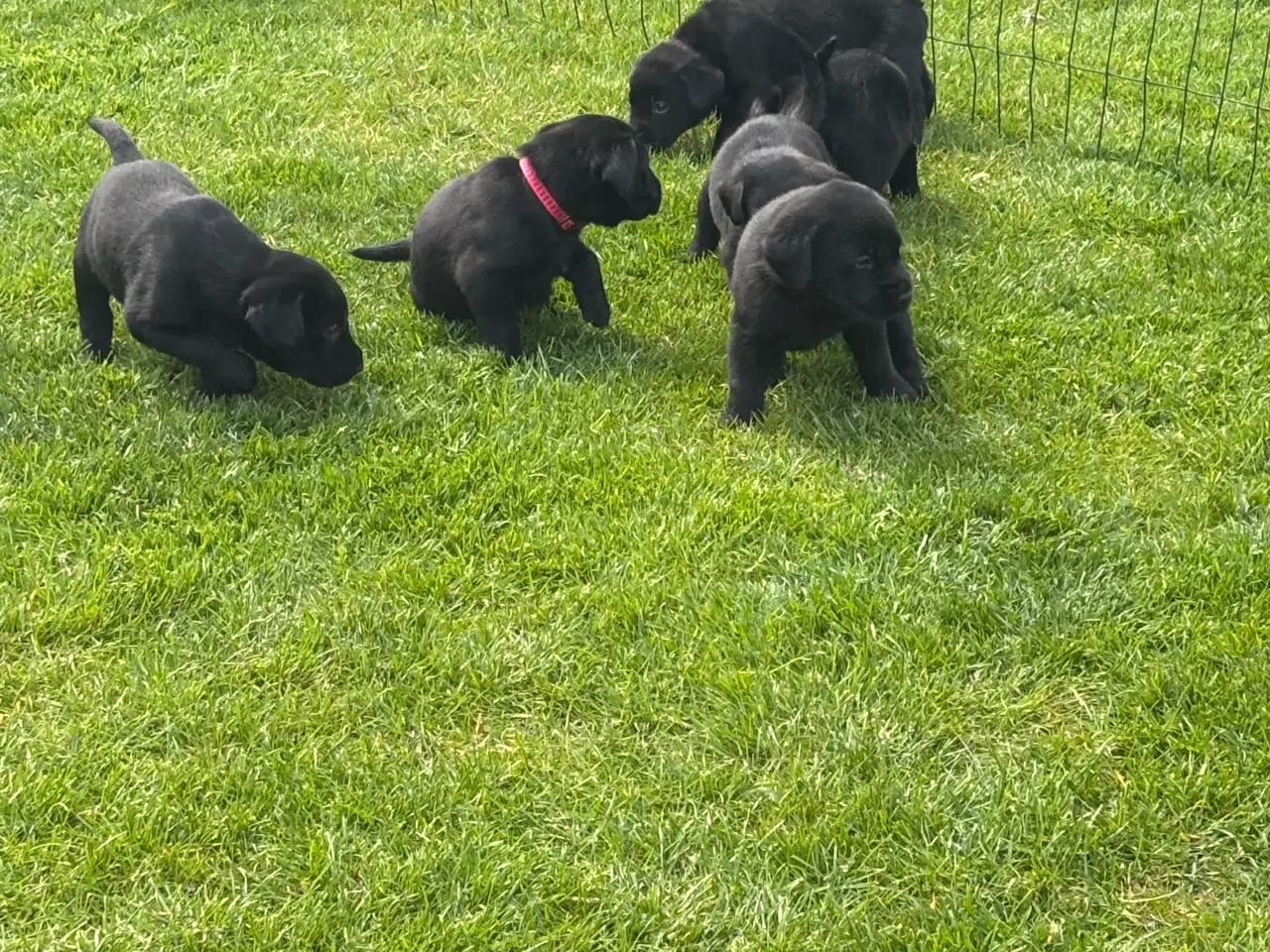 Billede 5 - Labrador F1 hvalpe, alle reserveret 