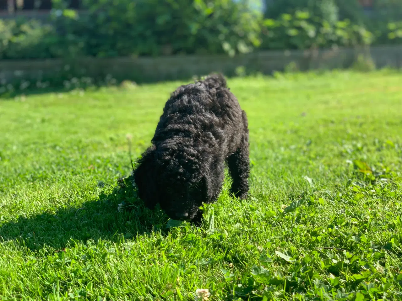 Billede 14 - Mini Golden Doodle F1B babyer 
