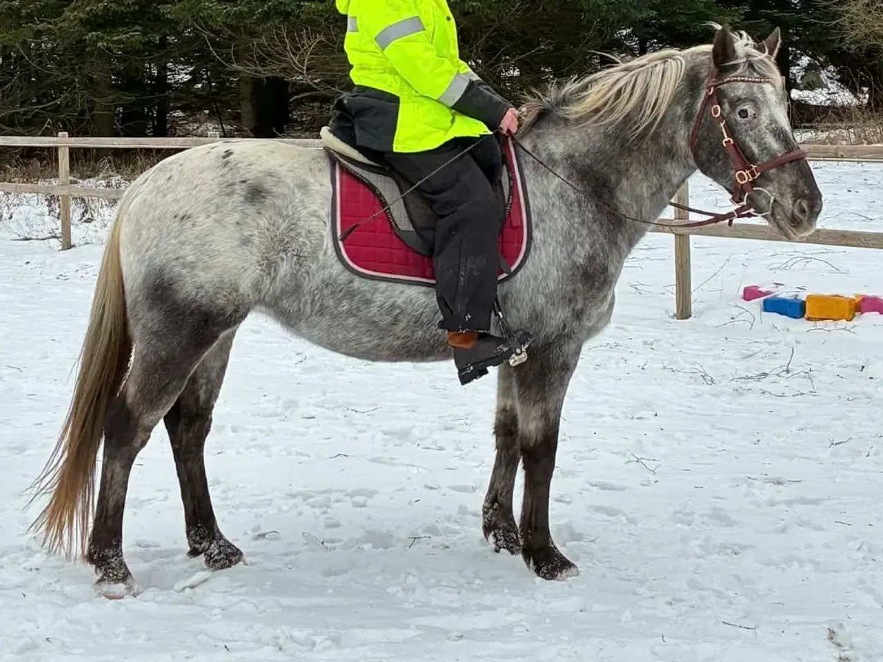 Billede 6 - F1 kåret knapstrupper kat 1 pony hoppe