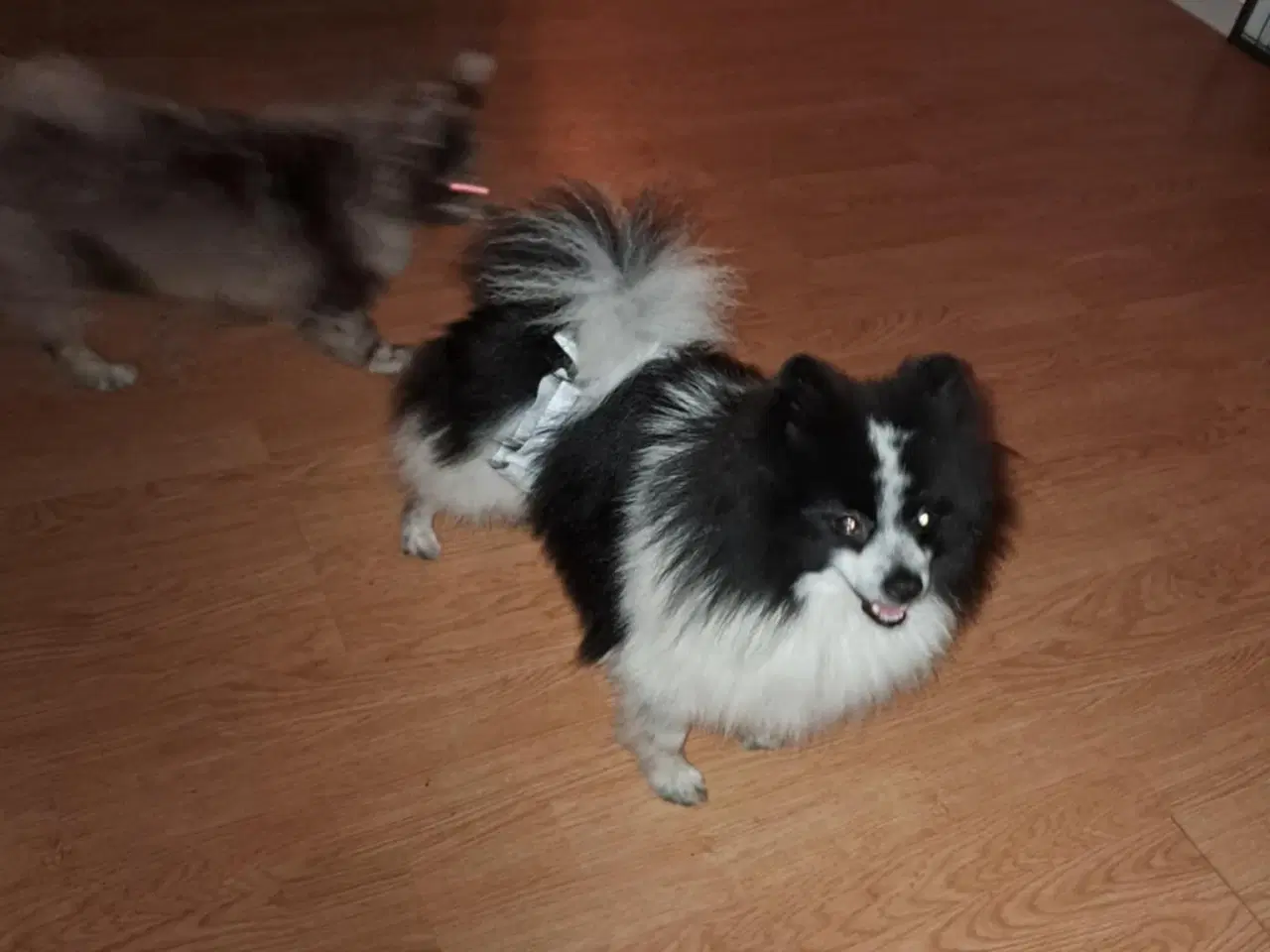 Billede 3 - Pommeranian og cavalier søger nyt hjem