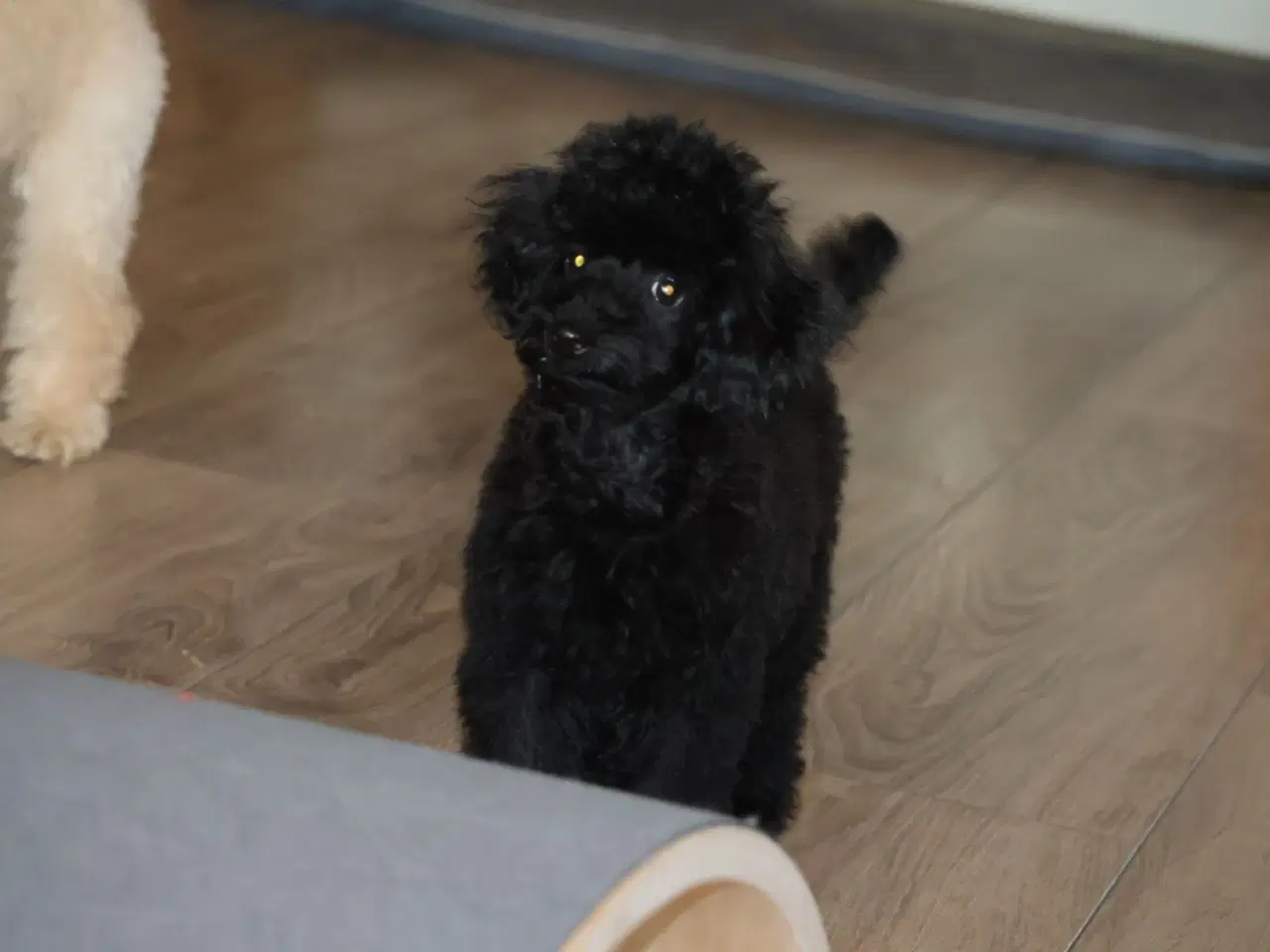 Billede 5 - Dværg- og Toypuddel – to fantastiske drenge