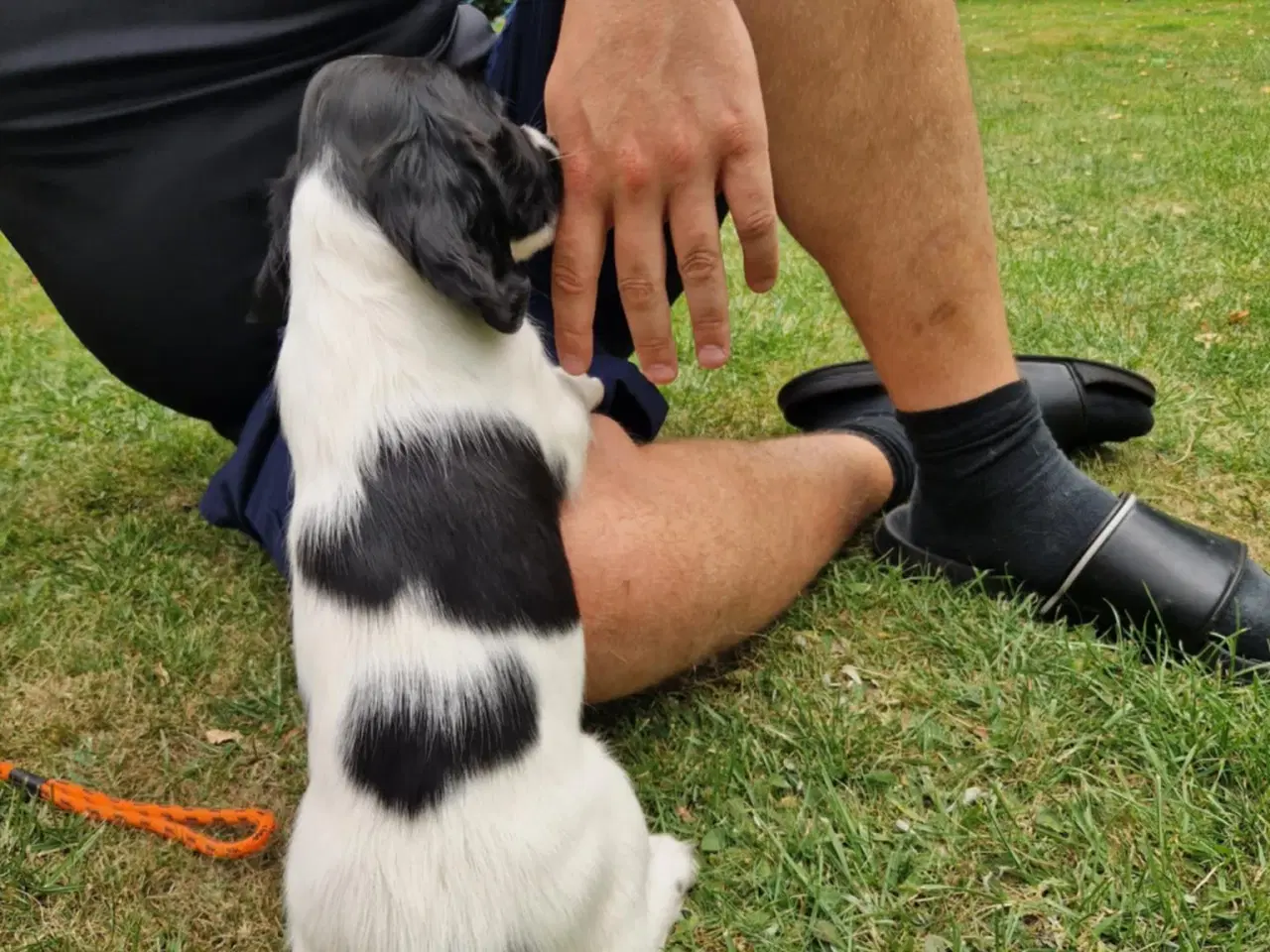 Billede 3 - Springer Spaniel 