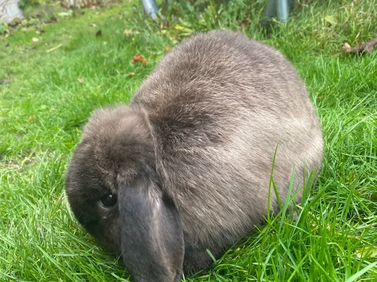 Billede 2 - Kanin (Mini lop) gratis i denne uge!!