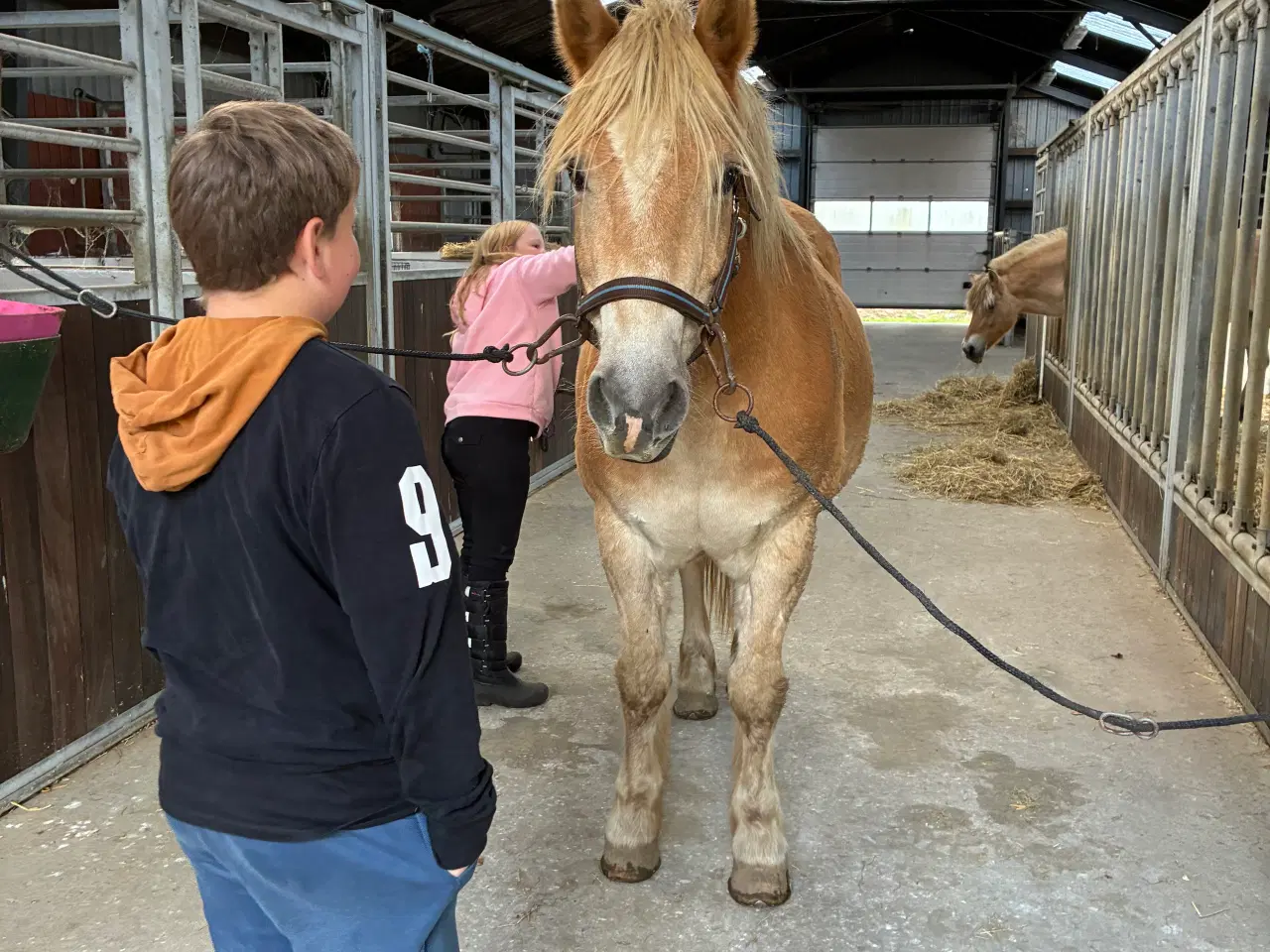 Billede 2 - Super sød haflinger