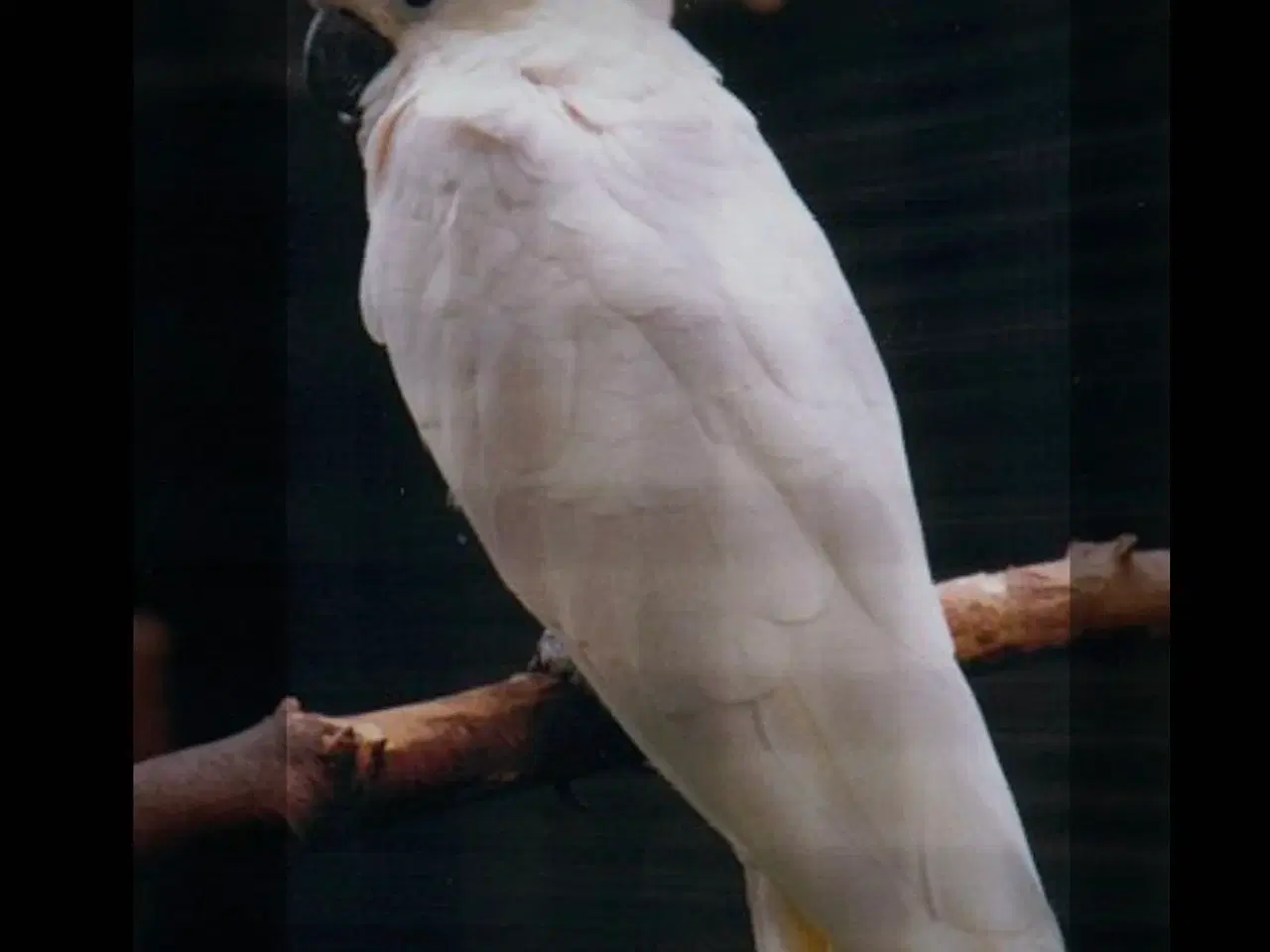 Billede 1 - Gultoppet kakadue