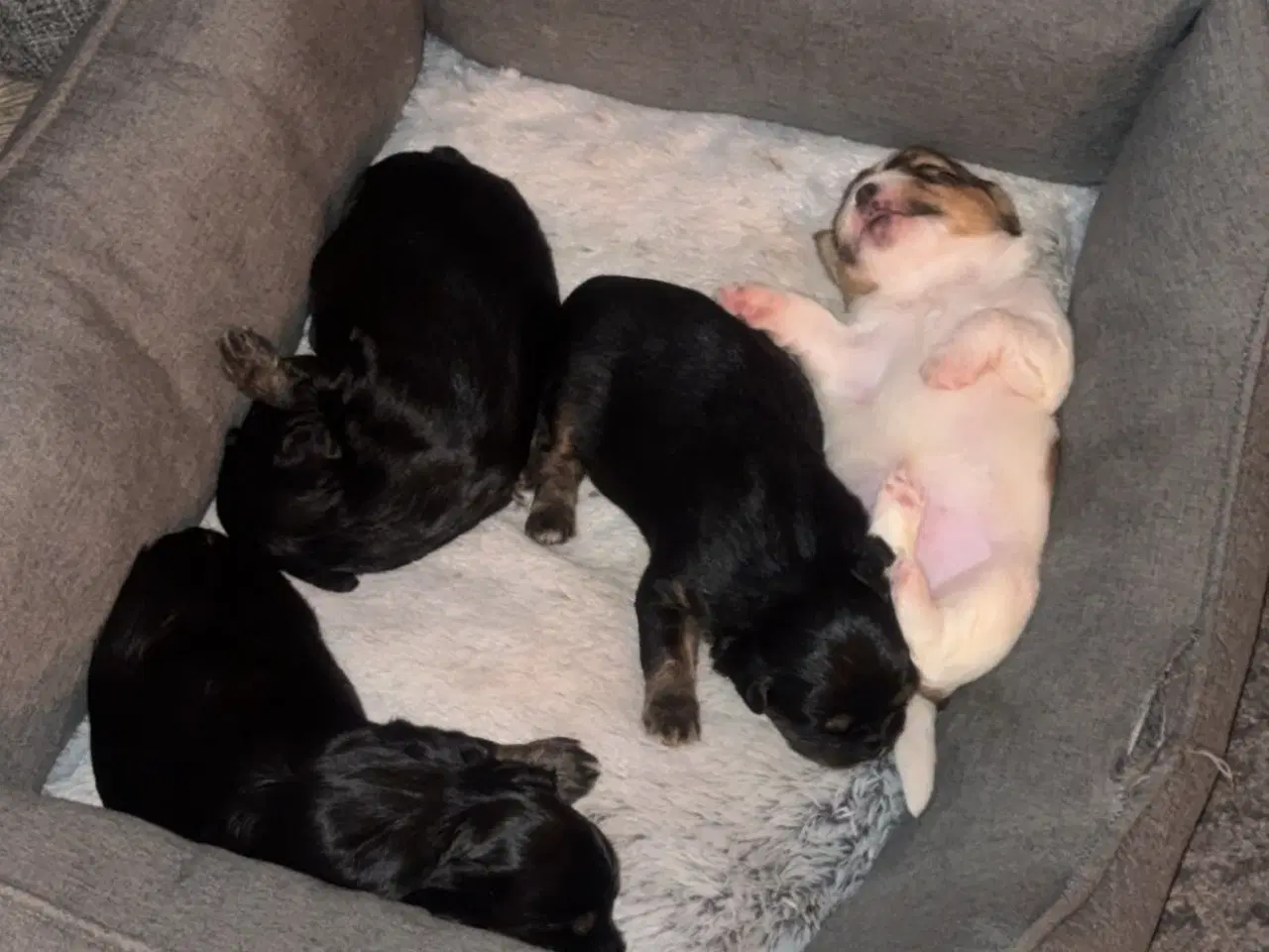 Billede 4 - Shih tzu/ Bomuld hvalpe 