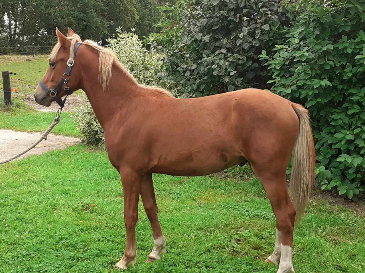 Billede 1 - Pony ,Pinto /araber hingst plag 